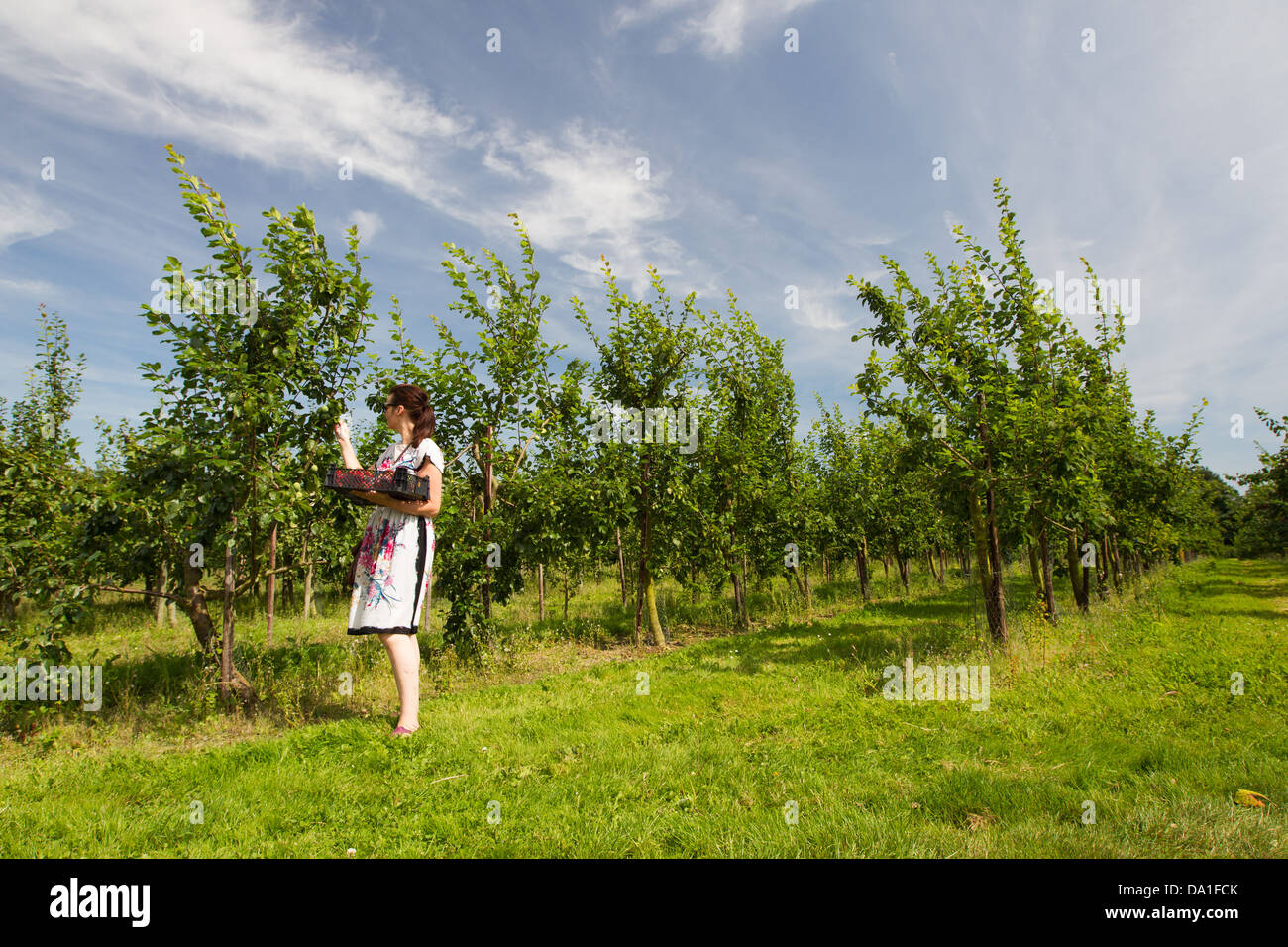 Woman picking fruit on a pick your own fruit farm Stock Photo