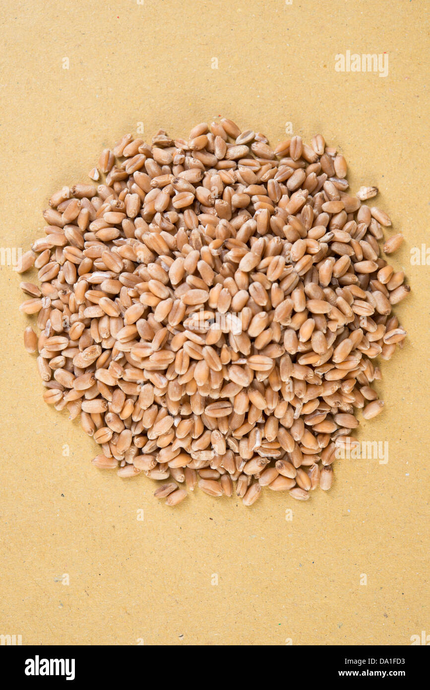 wheat seeds variety 'Marzotto' Stock Photo