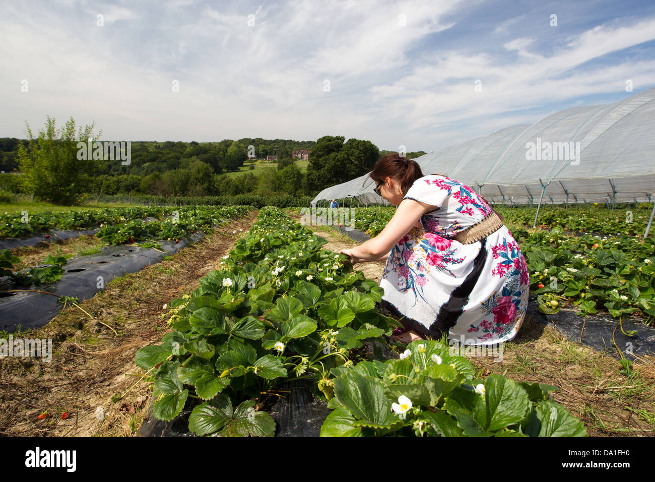 Woman picking fruit on a pick your own fruit farm Stock Photo