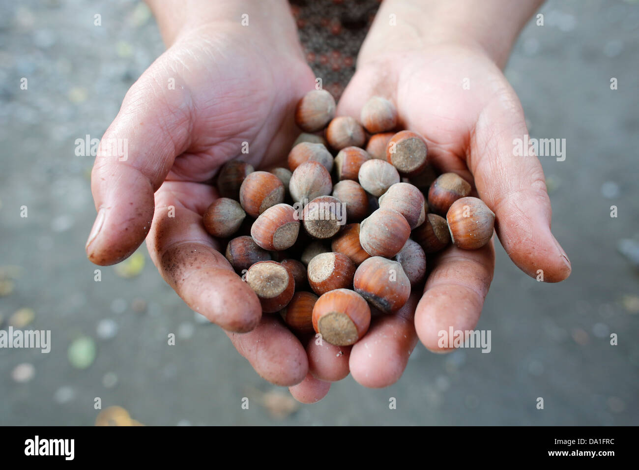 Patpa Memedova showings hazelnuts grown with a AZ 1,000 loan from FINDEV Finance for Development Stock Photo