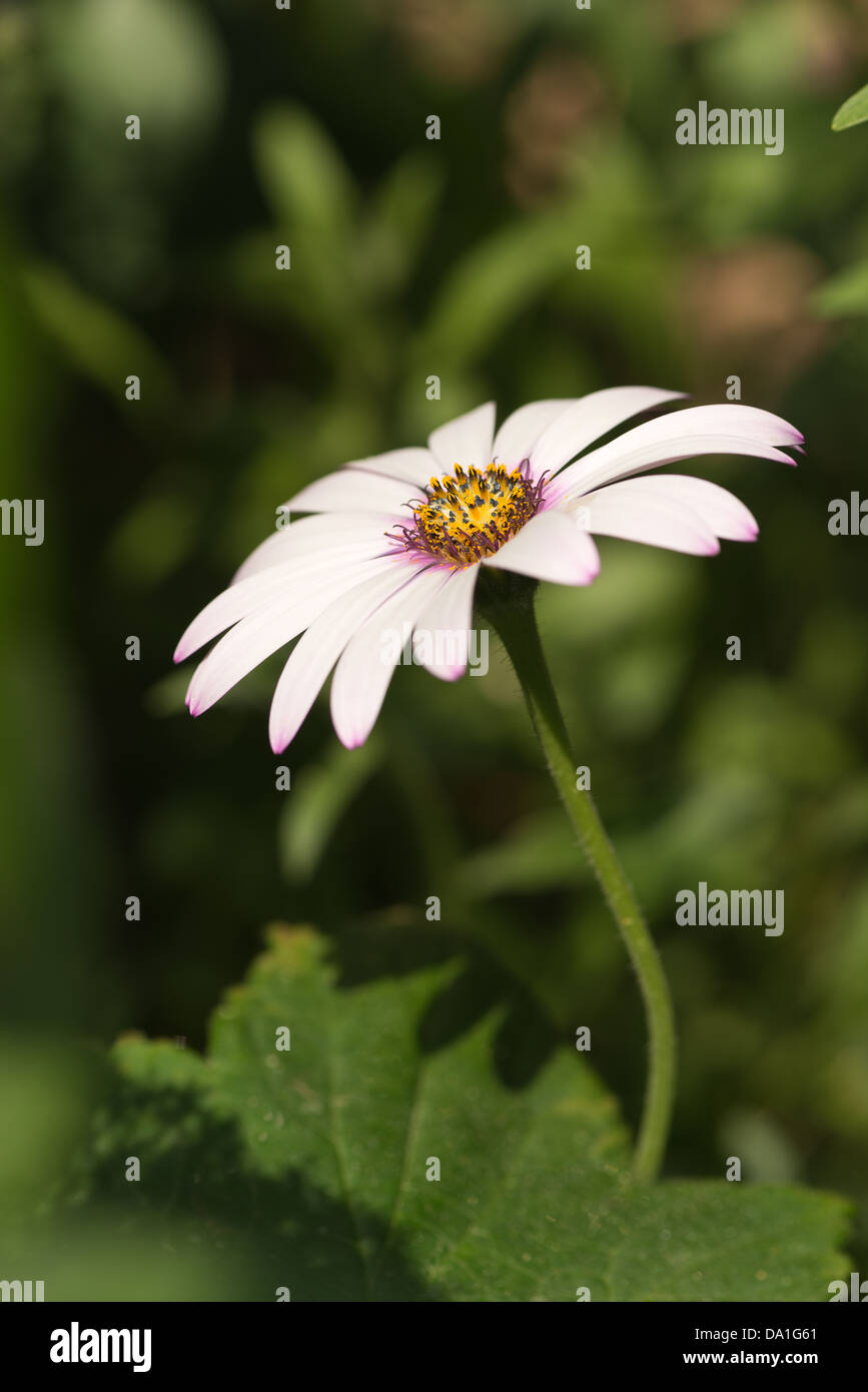 one 1 pink flowering Osteospermum fruticosum daisy flower lots petals leading to center ring of stamen anthers sunny day Stock Photo