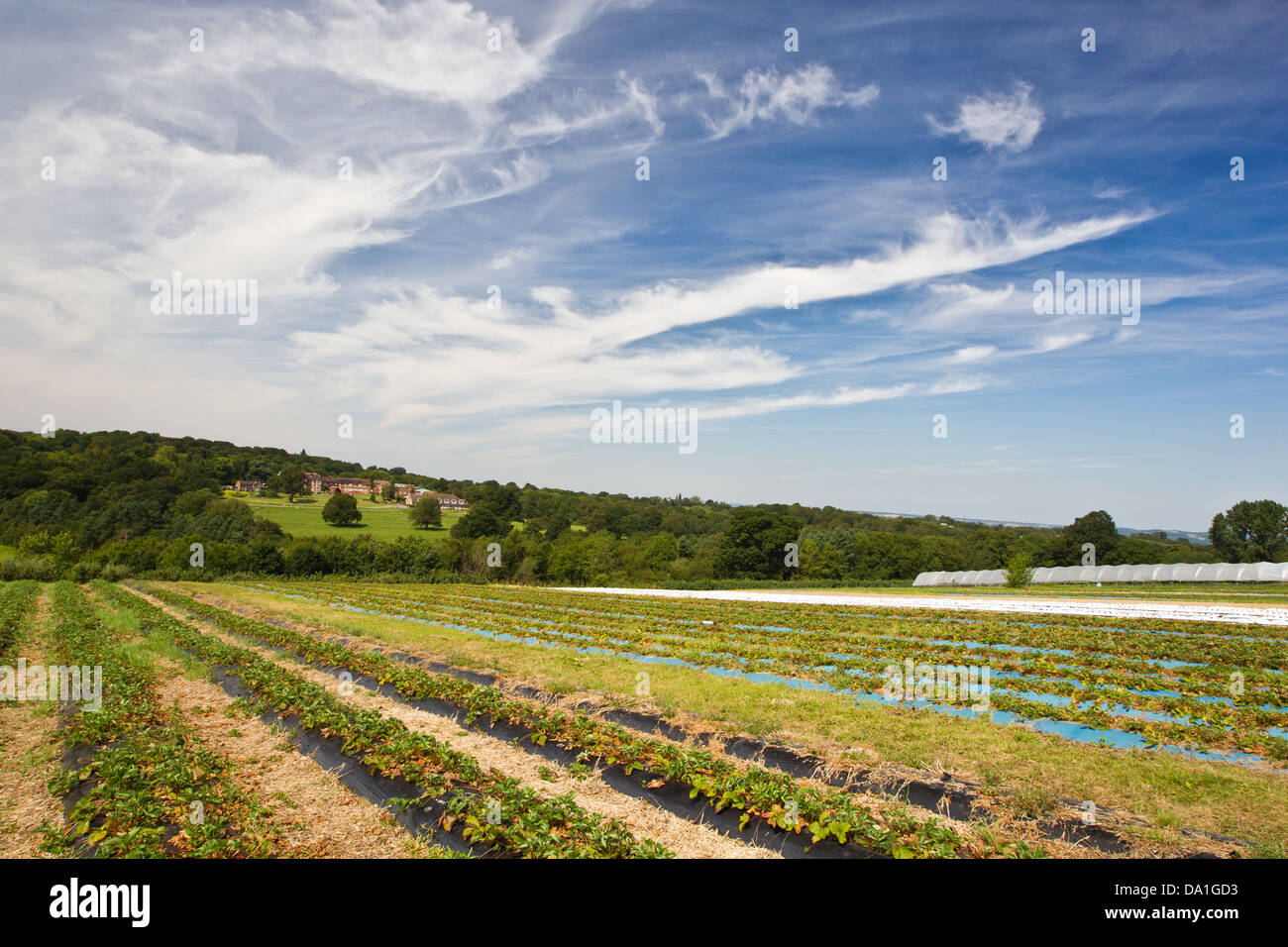Pick Your Own Fruit Farm Stock Photo
