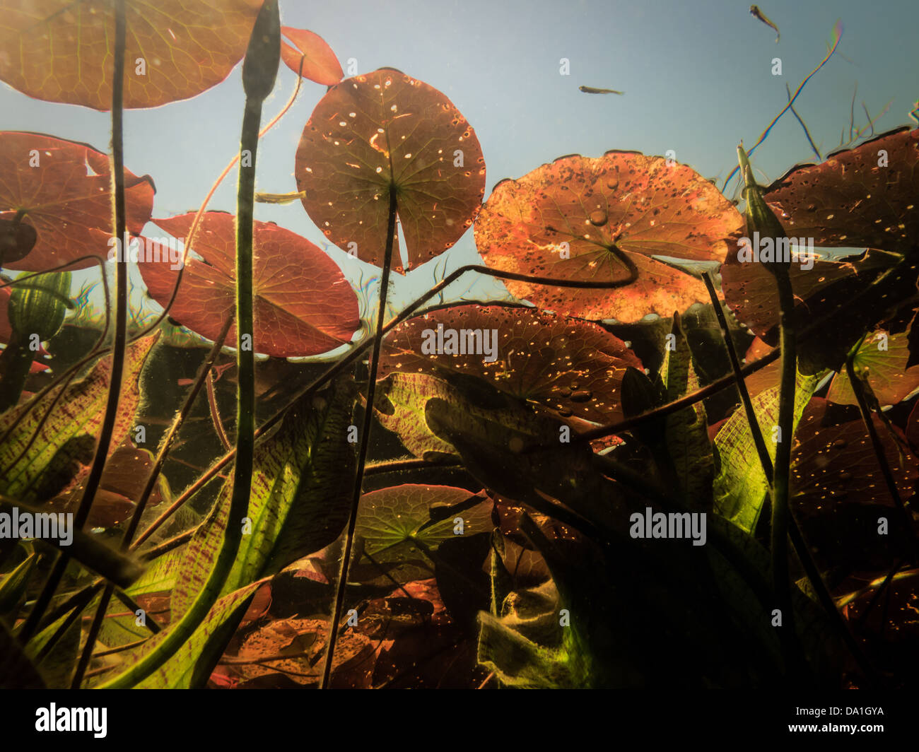 Underwater view of lily pads and colorful marsh vegetation on bright sunny day in Okavango Delta, Chobe National Park, Botswana Stock Photo