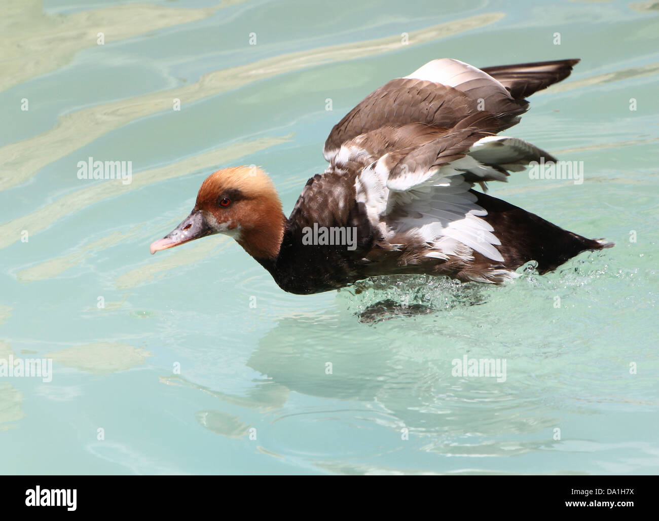 Detailed capture of Male Red-crested Pochard (Netta rufina) touching down & landing in a lake, wings opened - 5 images in series Stock Photo