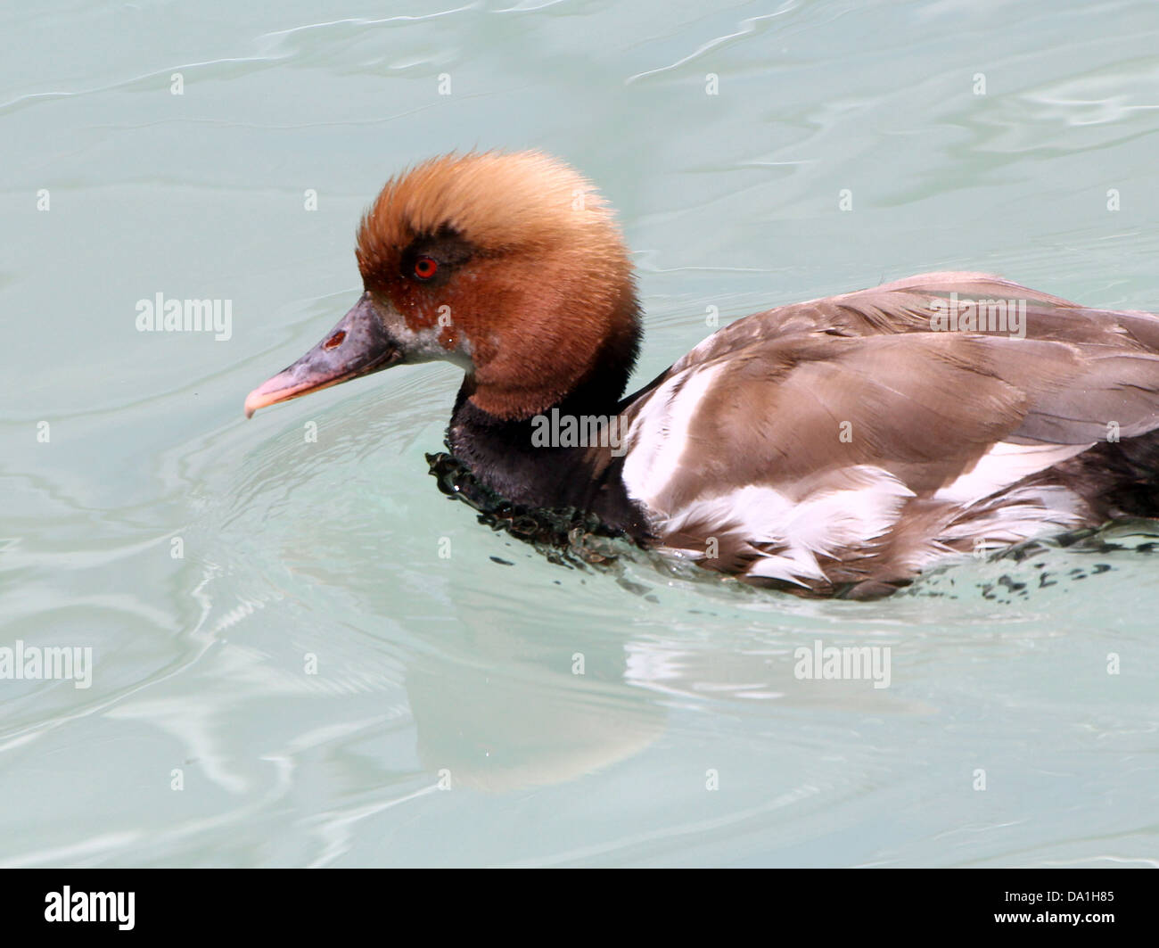 Detailed close-up of the colourful male Red-crested Pochard  (Netta rufina) swimming in a lake Stock Photo