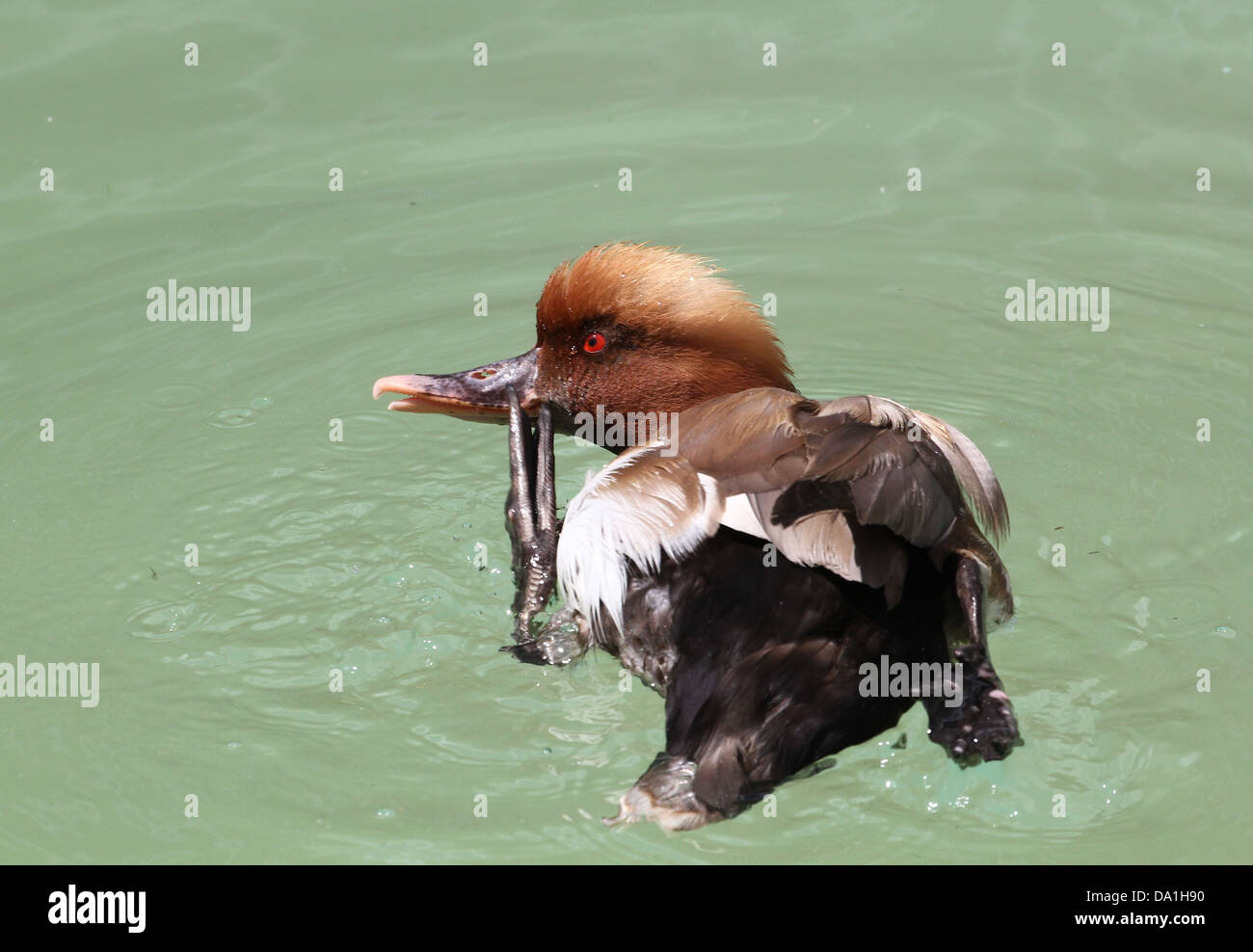 Detailed and funny close-up of the colourful male Red-crested Pochard  (Netta rufina) scratching his head with a flipper Stock Photo