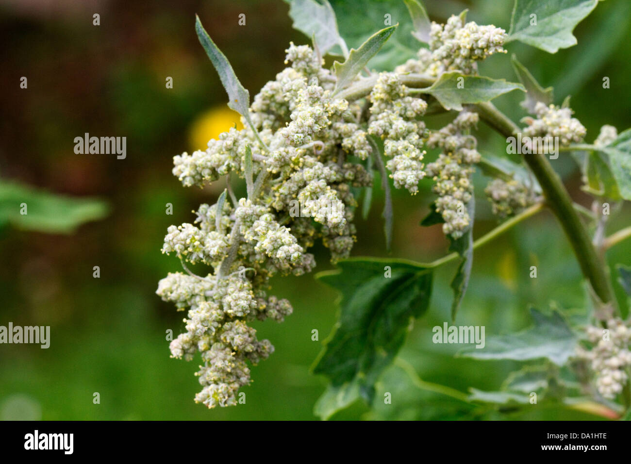 Quinoa, (Chenopodium), is a grain-like crop grown primarily for its edible seeds and originated mostly in the Andean regions Stock Photo