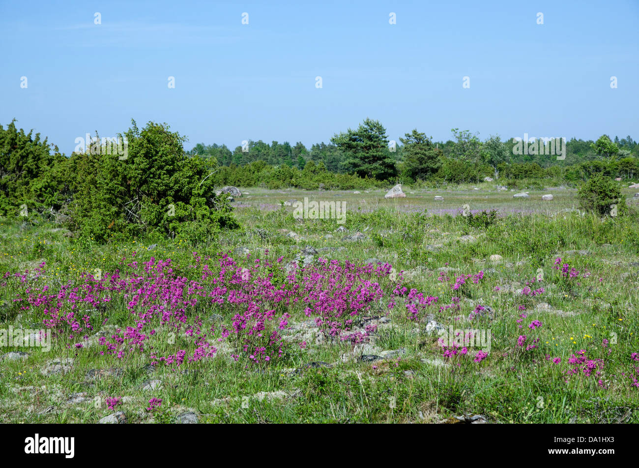 Beauty purple flowers Sticky Catchfly in a meadow in summer at the swedish island Oland, Stock Photo