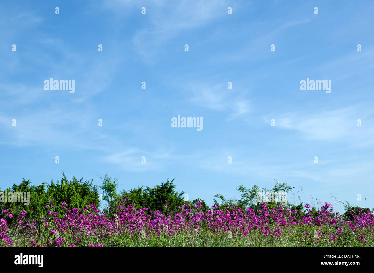 Colorful summer meadow with sticky catchfly an junipers at a blue sky. From the island Oland in Sweden. Stock Photo