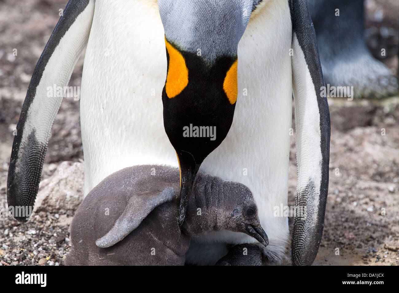 King Penguin and chick, Falkland Islands Stock Photo