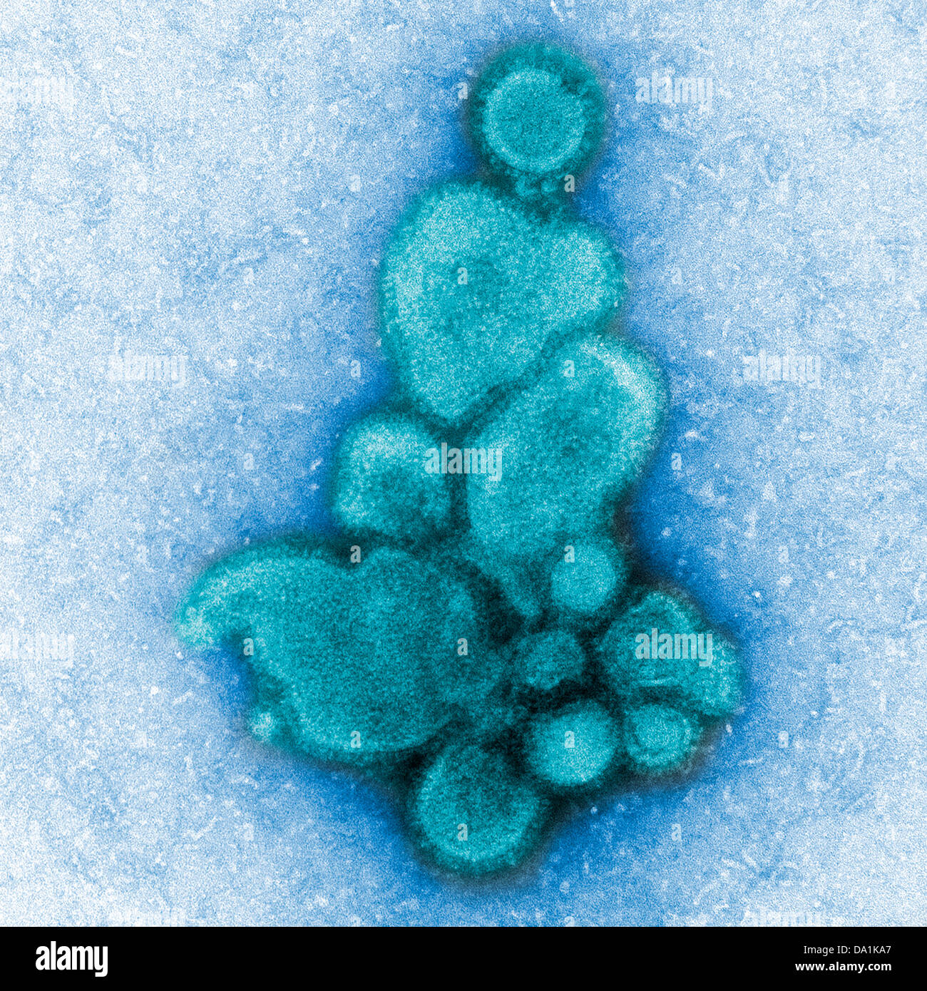 INFLUENZA A H7N9 VIRUS Stock Photo Alamy