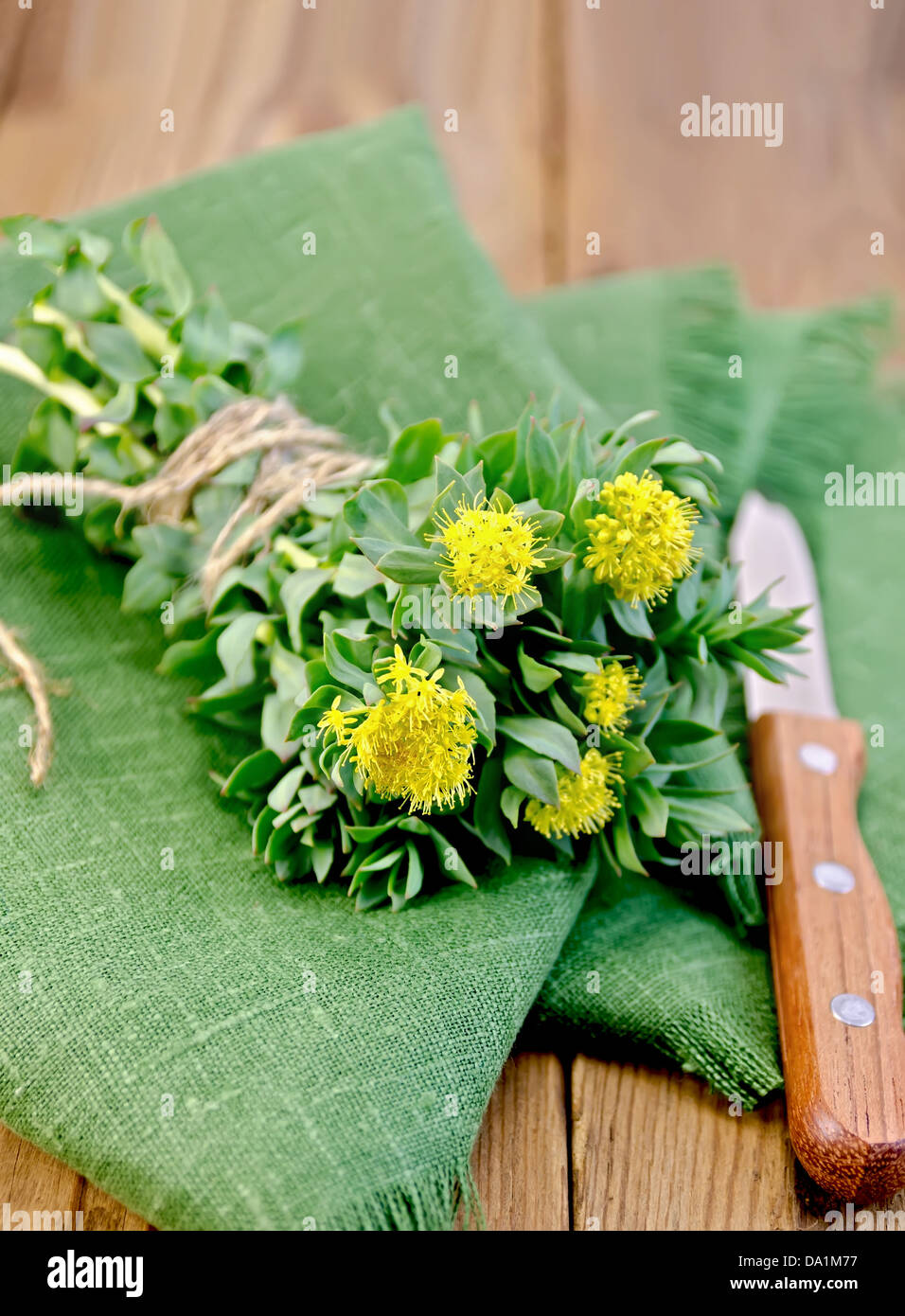 Rhodiola rosea flowers, tied with string with a knife on a green napkin on a background of wooden boards Stock Photo