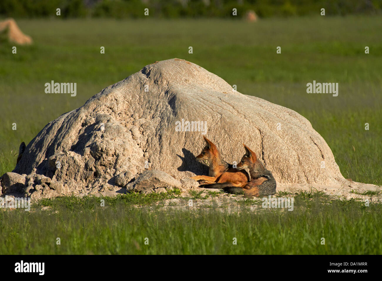 Black-backed jackals (Canis mesomelas), Hwange National Park, Zimbabwe, Southern Africa Stock Photo