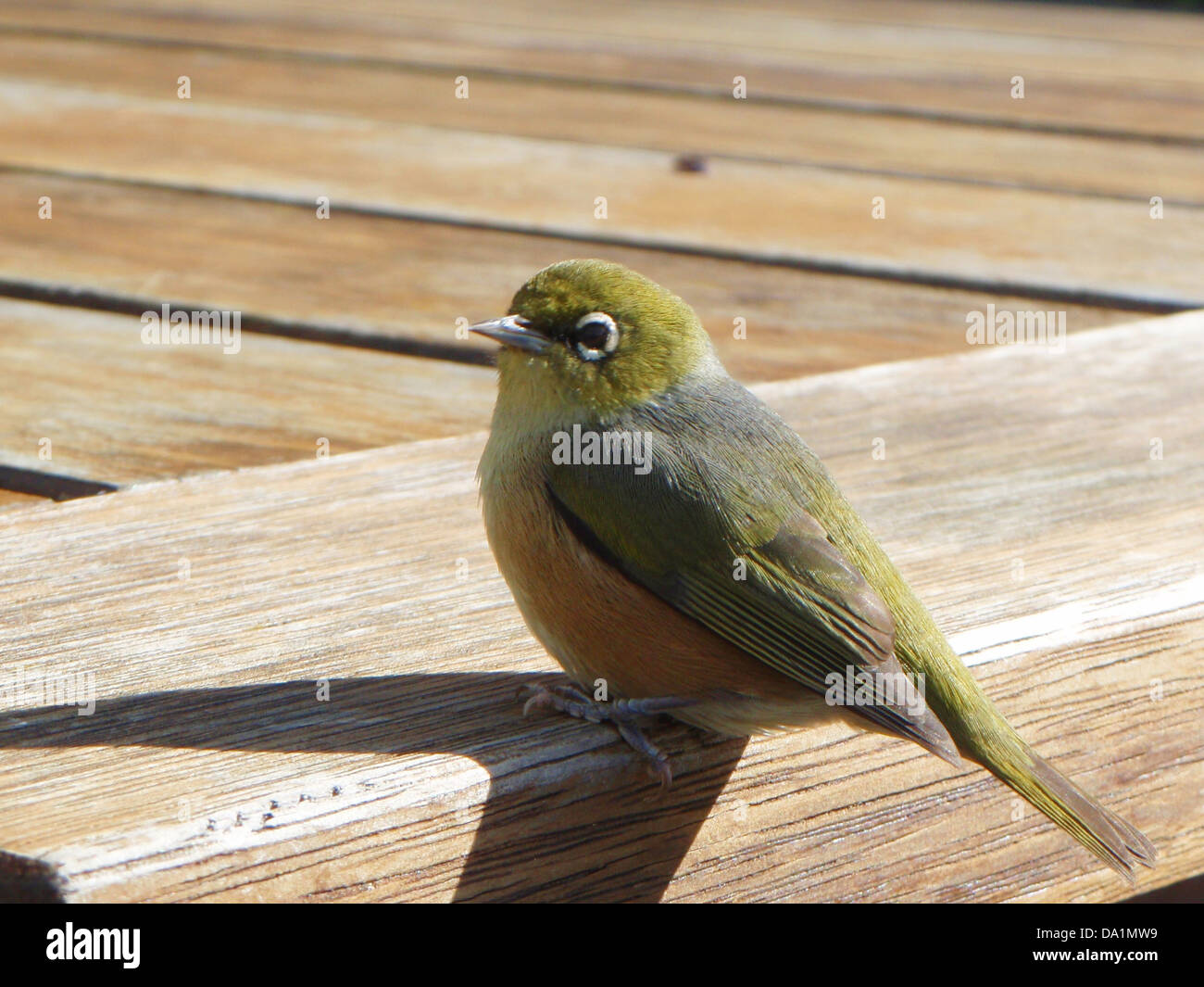 A little green bird knowns as a wax-eye or silvereye perched on a wooden park table/bench. Stock Photo