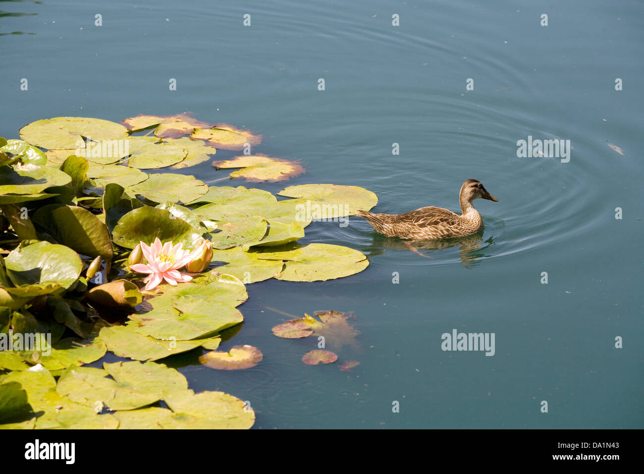 Water lily with duck, Wairakei International Golf Course, Taupo, New Zealand. Stock Photo