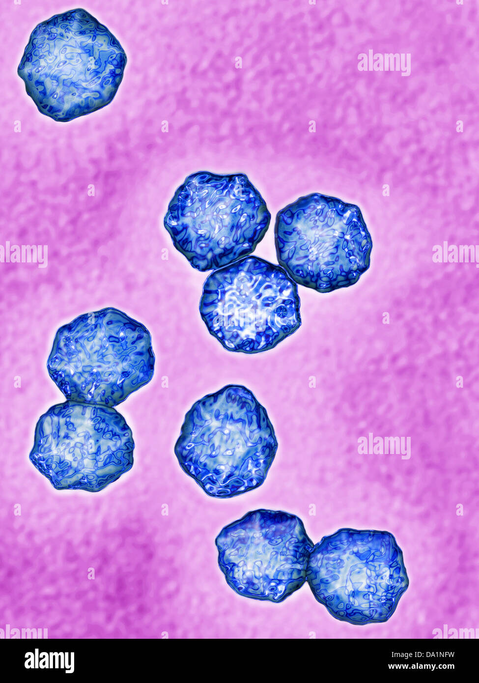 HEPATITIS A VIRUS Stock Photo