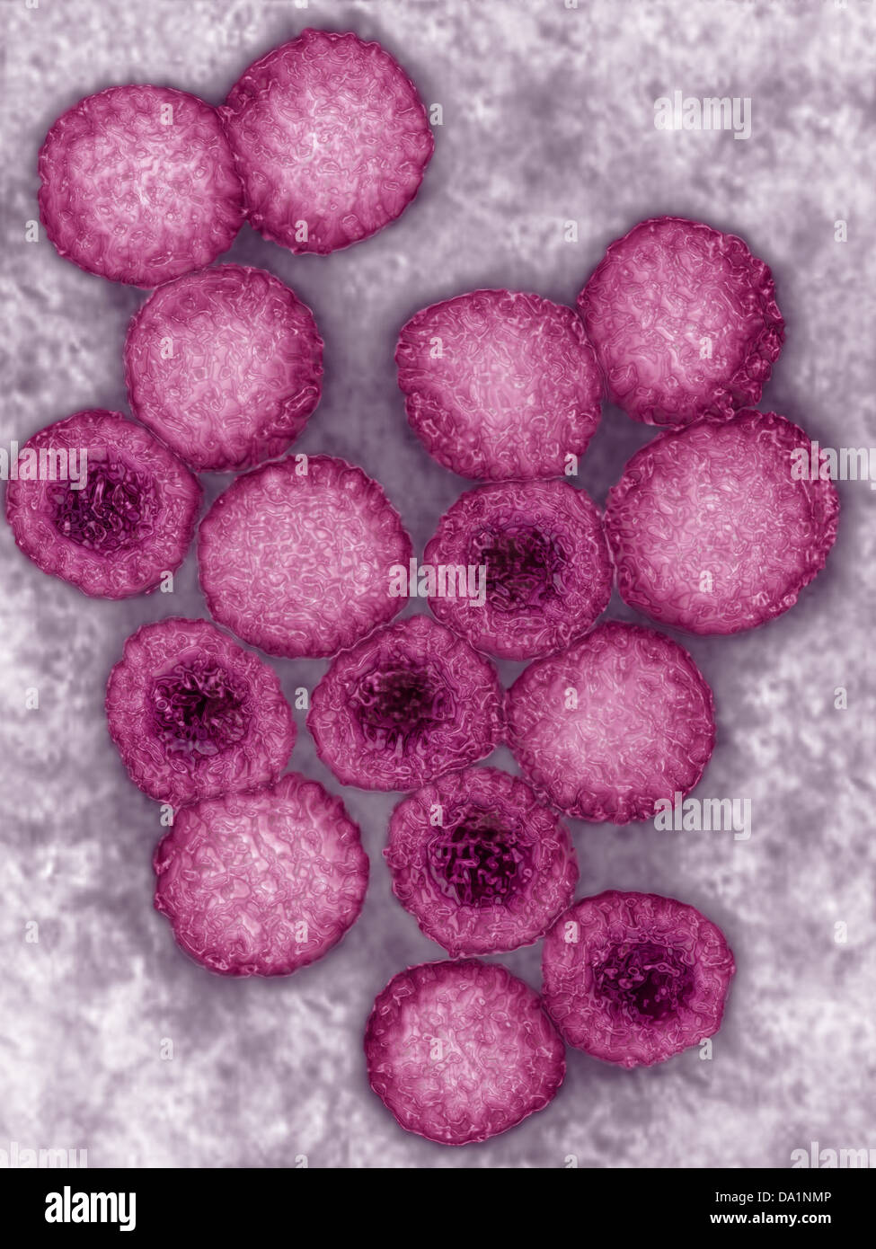 Rotavirus tem hi-res stock photography and images - Alamy
