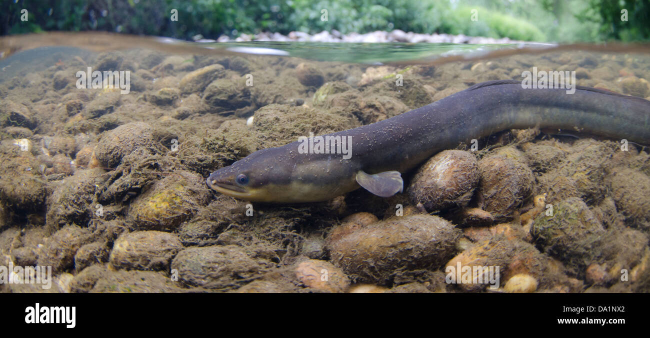 yellow eel in river Stock Photo Alamy