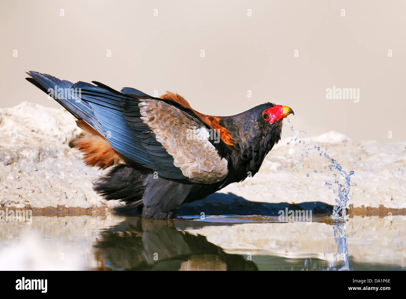 Bateleur eagle drinking water Kalahari Desert Stock Photo Alamy