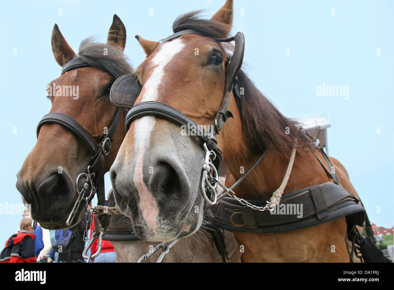 Juist horse hi-res stock photography and images - Alamy