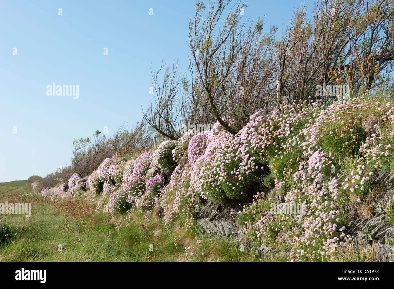 A wall covered in thrift flowers or sea pinks, or armeria in north Cornwall UK Stock Photo