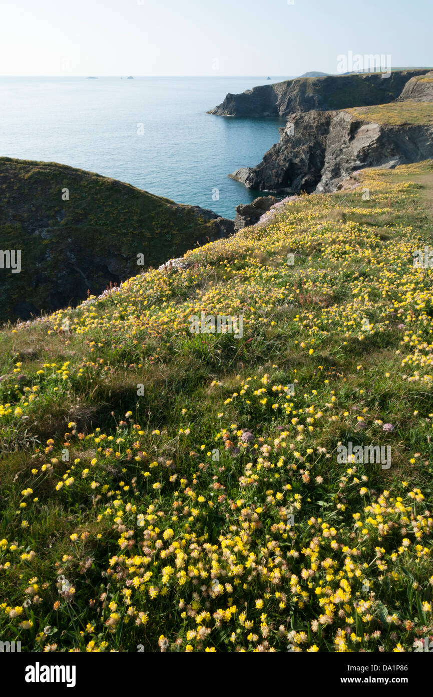 Cornwall wild flowers hires stock photography and images Alamy