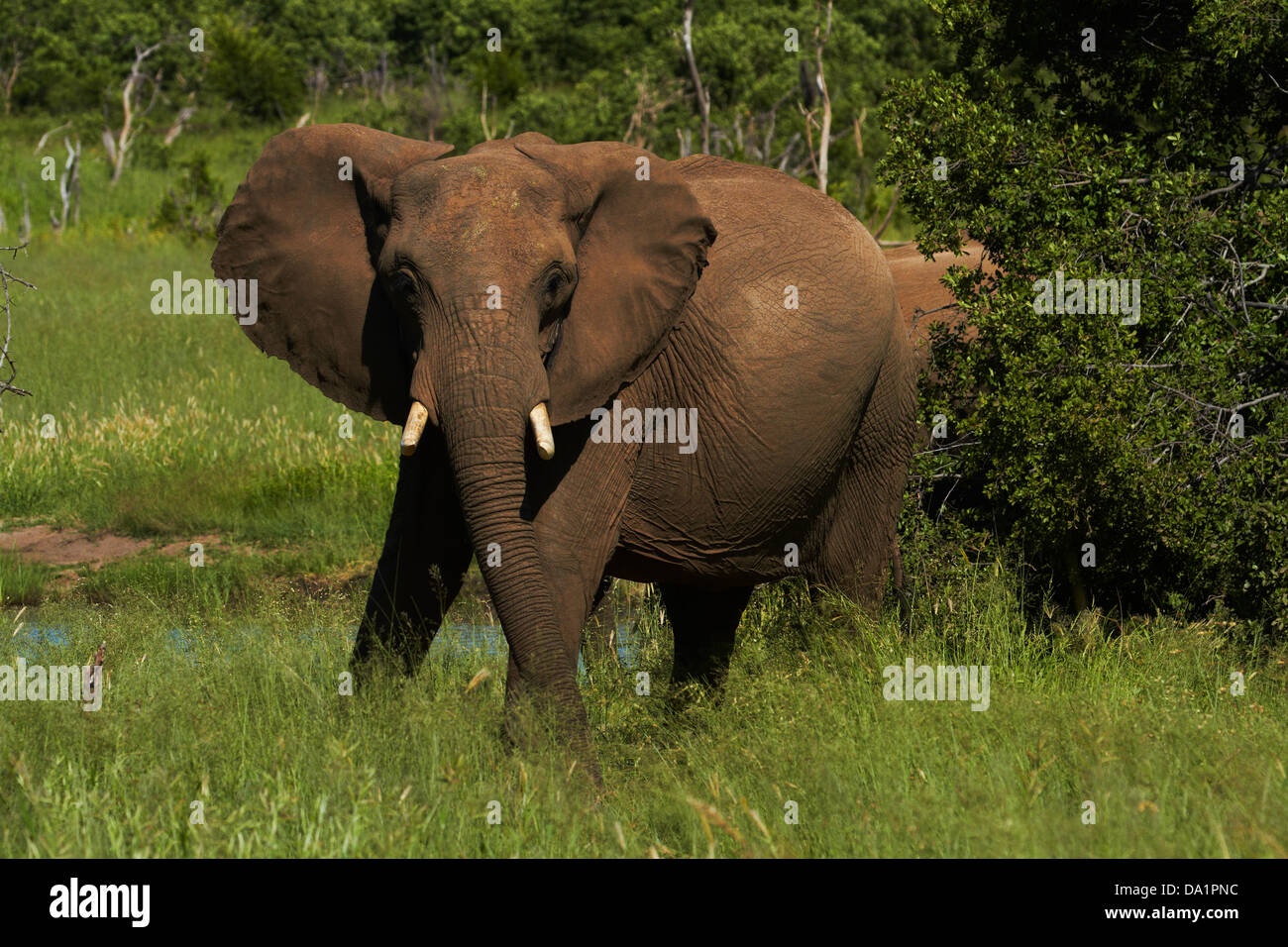 Elephant (Loxodonta africana), Hwange National Park, Zimbabwe, Southern Africa Stock Photo