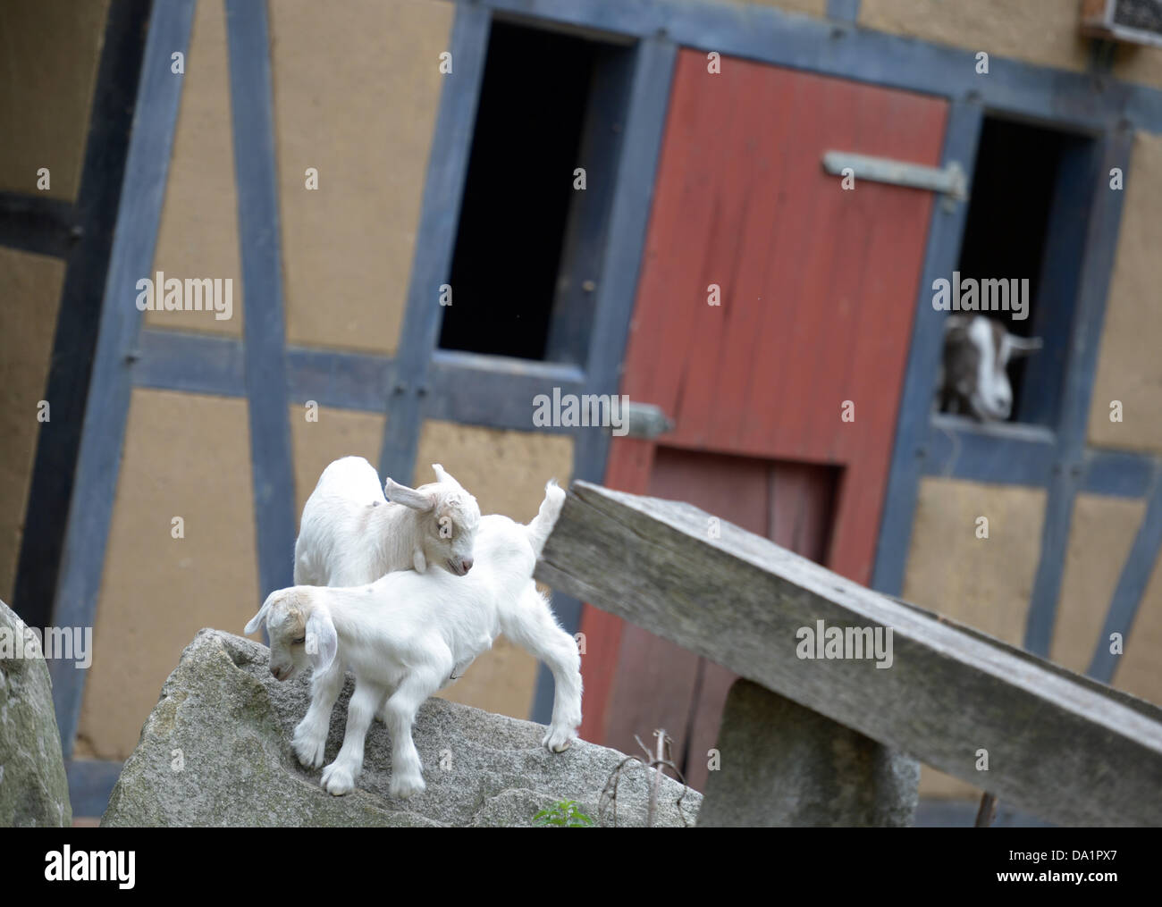 Two one-week old goats play at the goat farm in Berlin