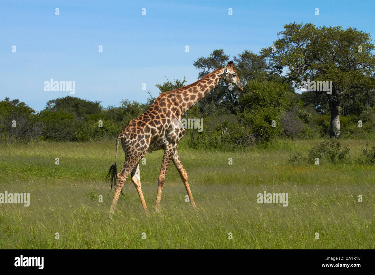 Giraffe (Giraffa camelopardalis), Hwange National Park, Zimbabwe, Southern Africa Stock Photo