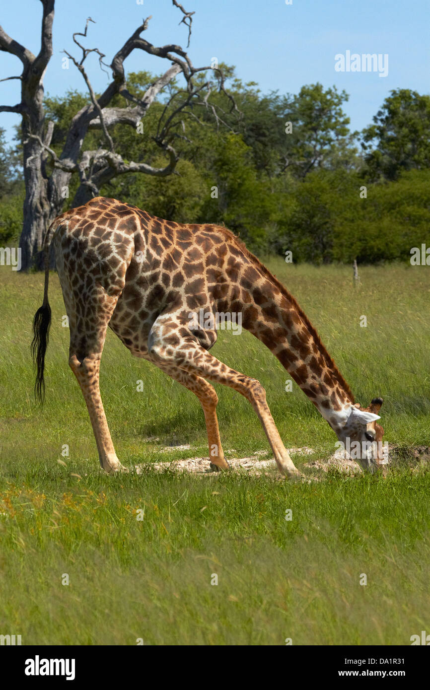 Giraffe drinking (Giraffa camelopardalis), Hwange National Park, Zimbabwe, Southern Africa Stock Photo
