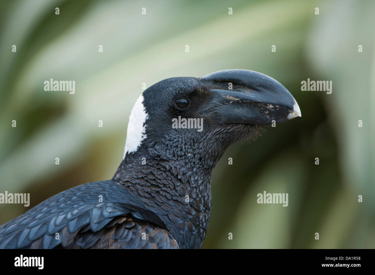 Raventhick Best photos on dibujosparaimprimir