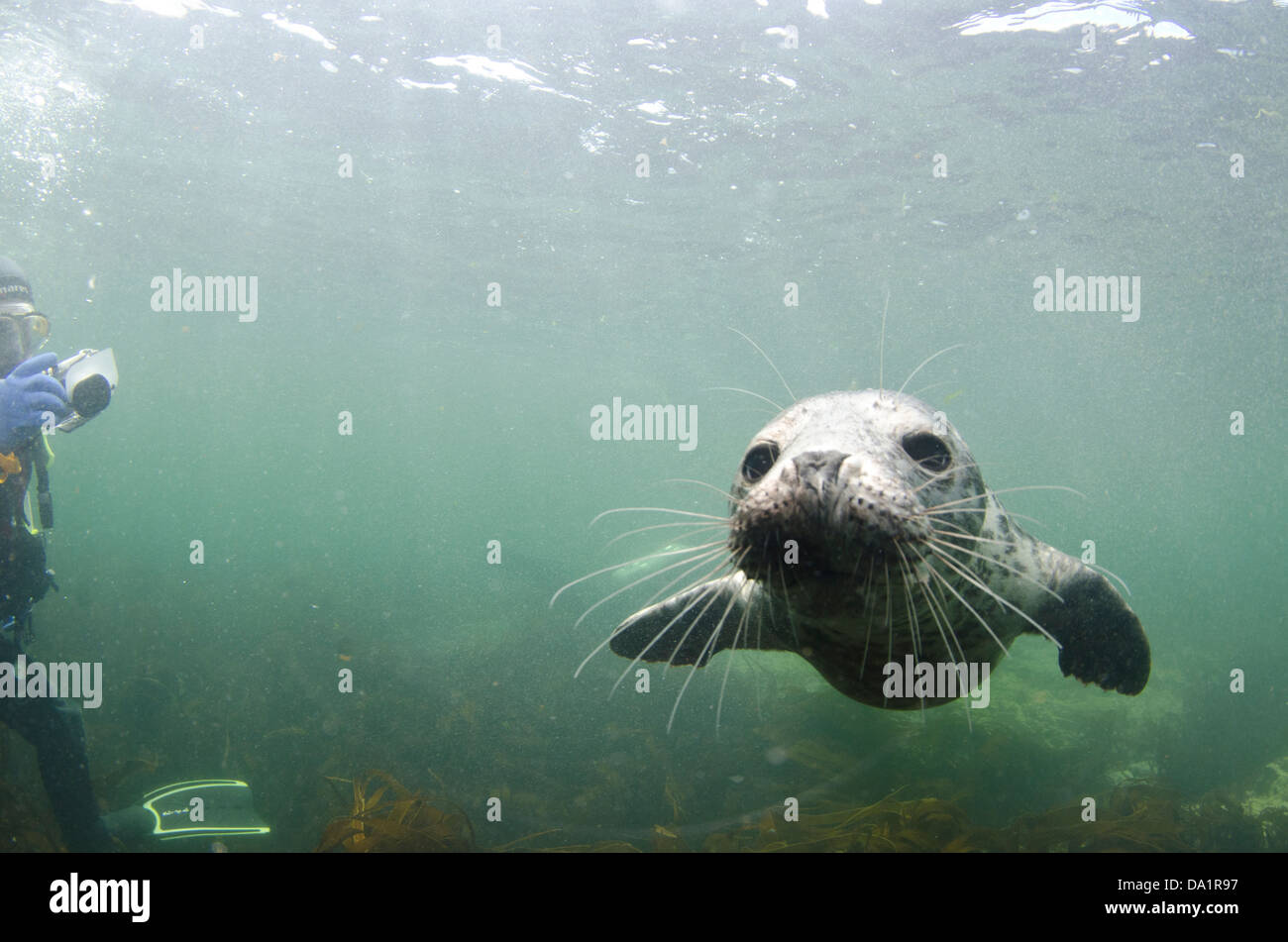 seal and diver underwater Stock Photo Alamy