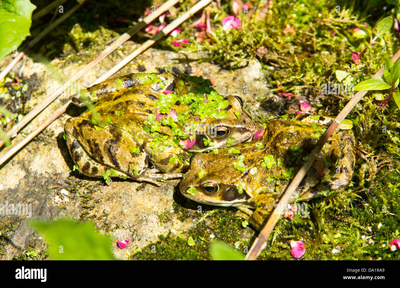Two frogs covered in duck weed from a garden pond, Ambleside, Cumbria, UK. Stock Photo