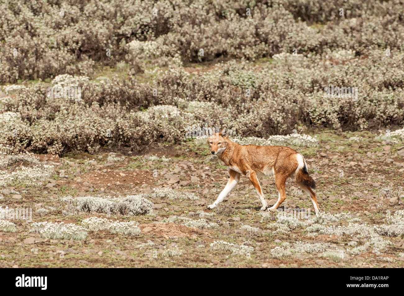 Ethiopian Wolf (Canis simensis), Bale mountains national park, Ethiopia Stock Photo
