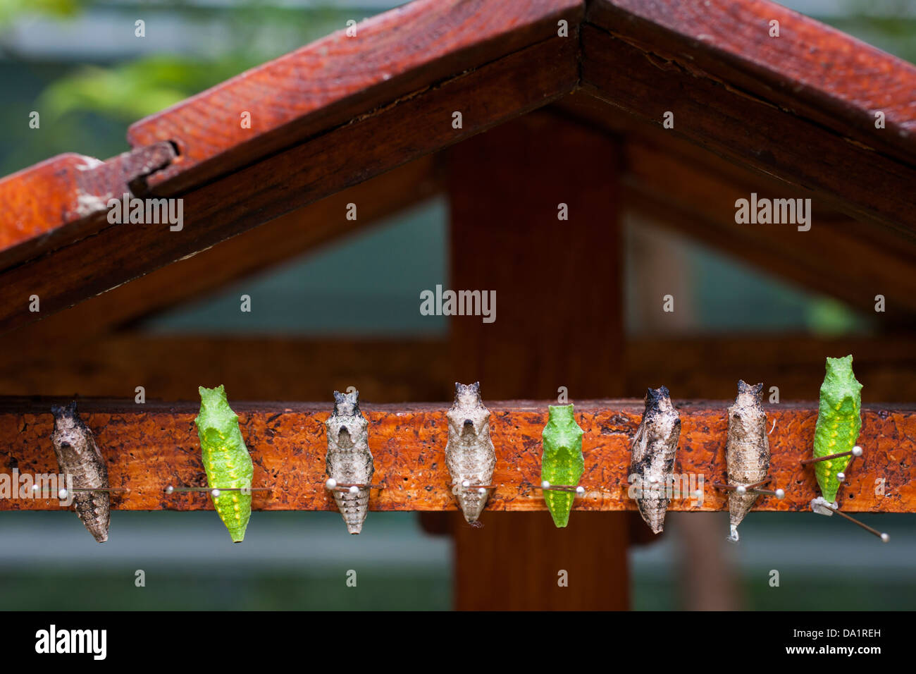 Old World Swallowtail Chrysalis (Papilio machaon) in shelter Stock