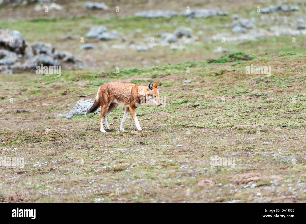 Ethiopian Wolf (Canis simensis), Bale mountains national park, Ethiopia Stock Photo