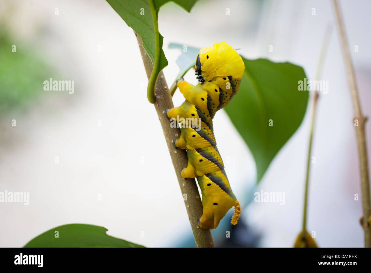 Yellow Death'shead Hawkmoth (Acherontia atropos) caterpillar (larva) eating a leaf Stock Photo