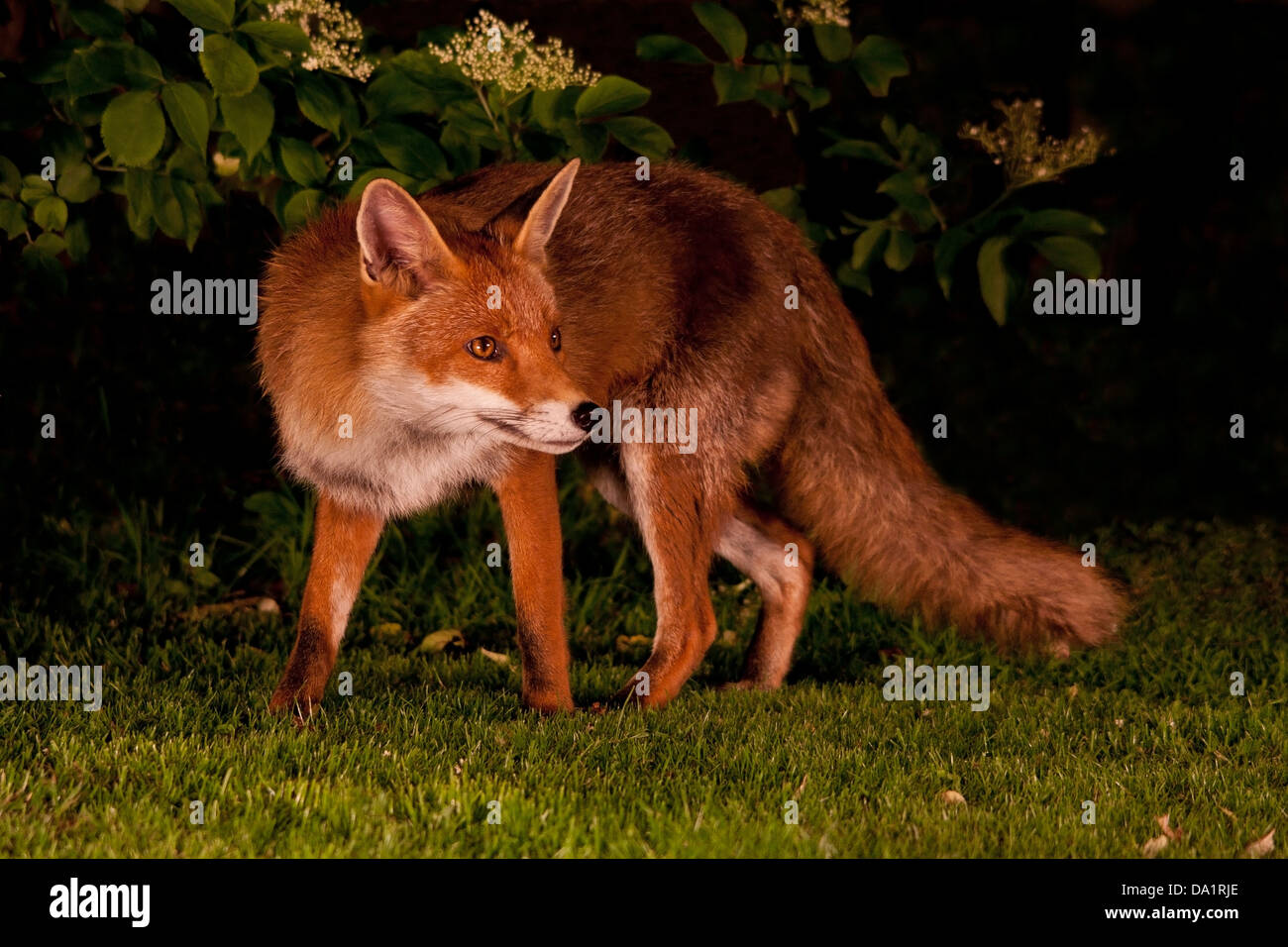 urban red fox vulpes vulpes Stock Photo