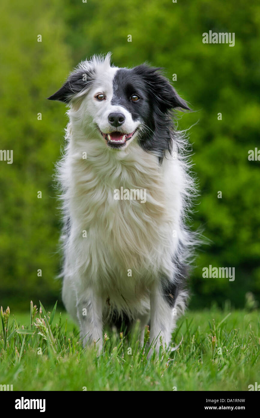 Border Collie (Canis lupus familiaris) in meadow Stock Photo