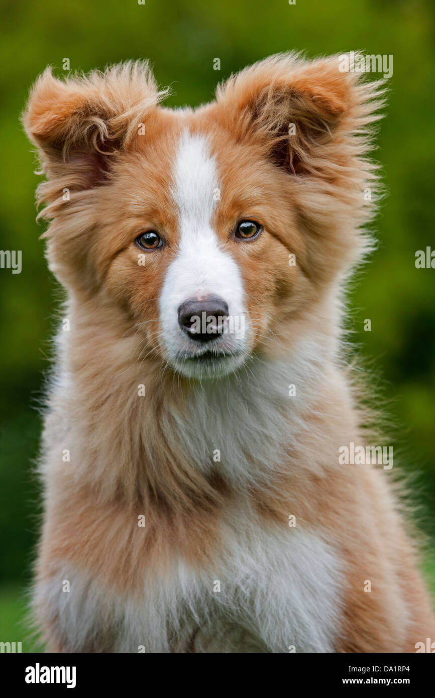 Close up of Border Collie (Canis lupus familiaris) pup sitting in garden Stock Photo