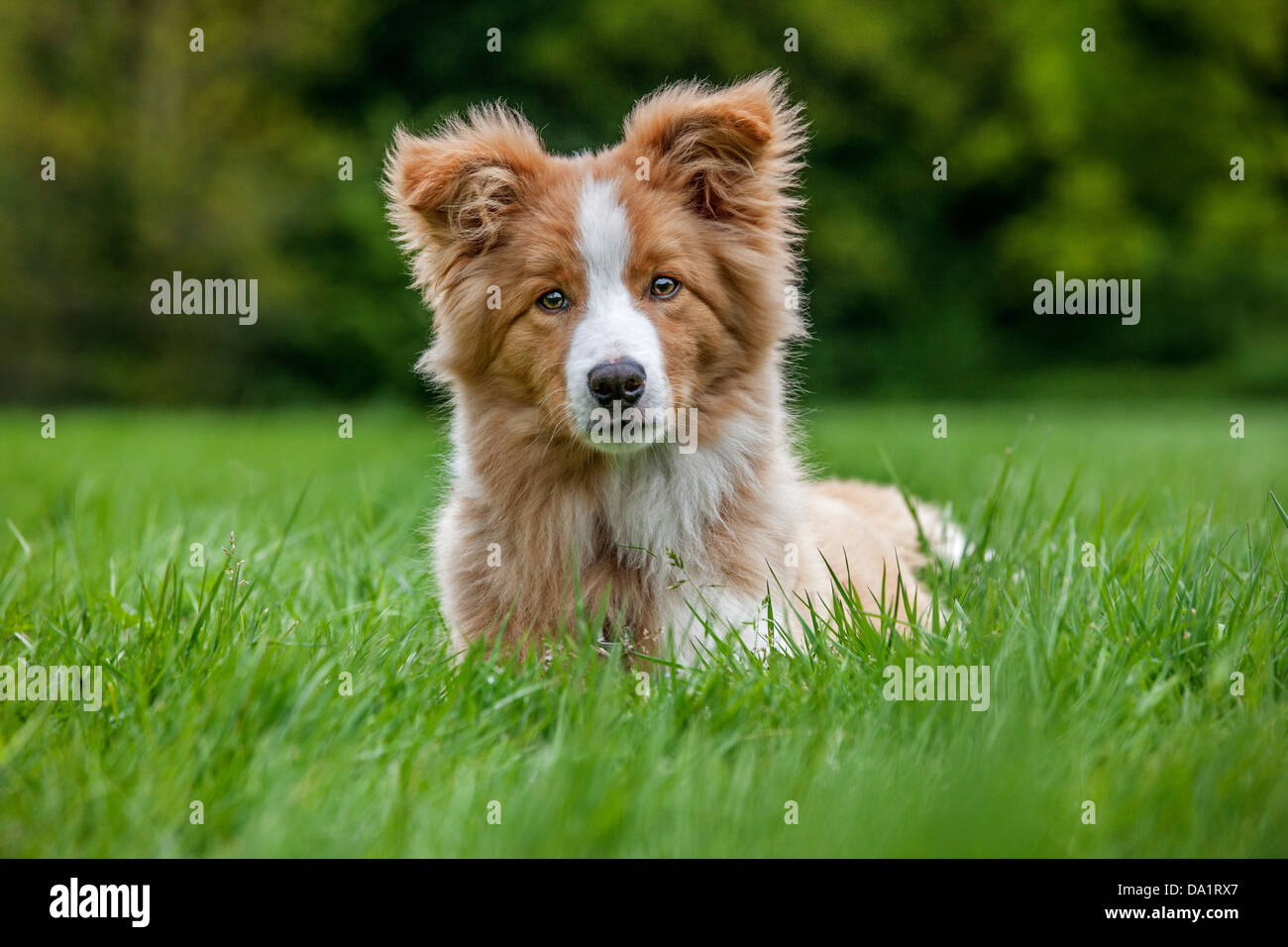 Border Collie (Canis lupus familiaris) pup lying in garden Stock Photo