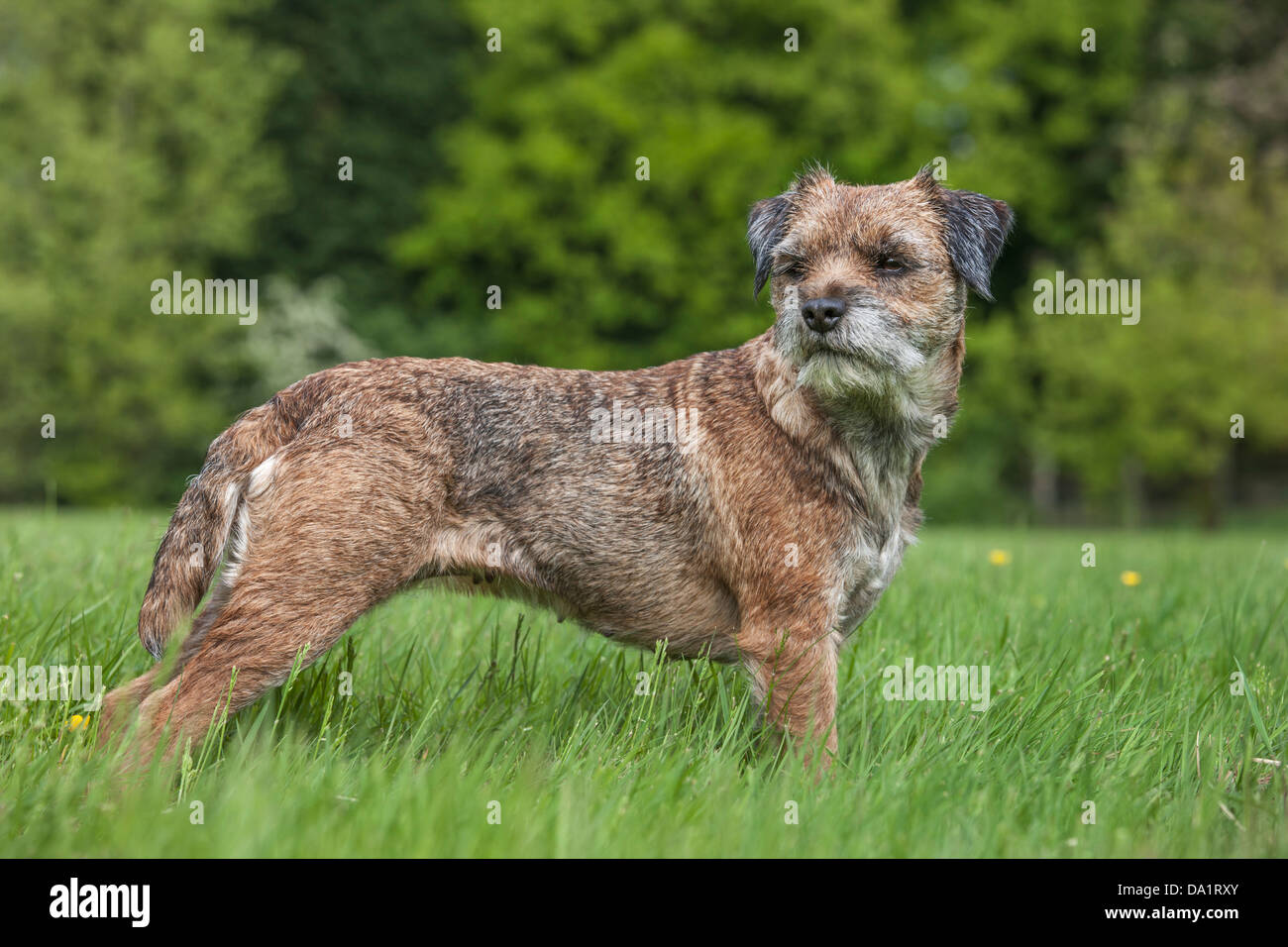 Border Terrier (Canis lupus familiaris) in garden Stock Photo