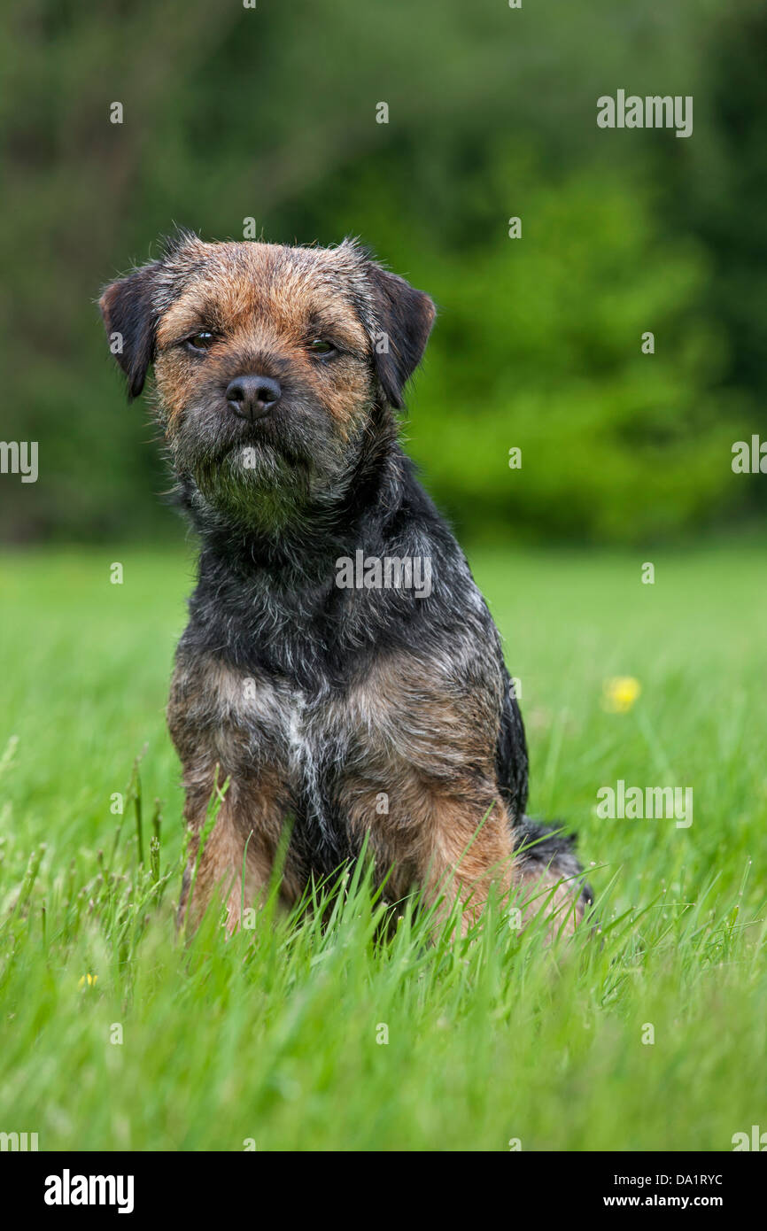 Black and tan border terrier 2025