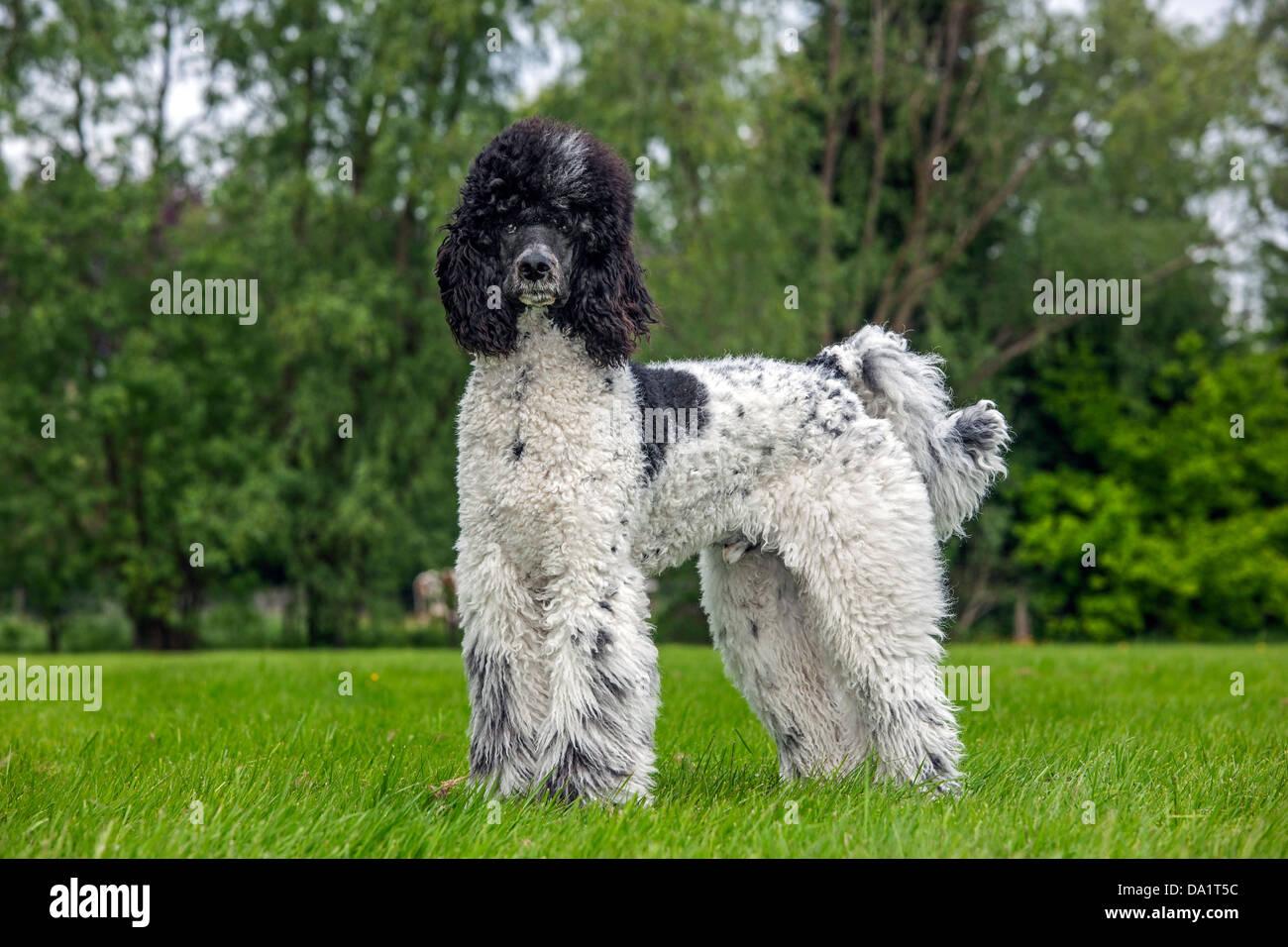 Harlequin poodle hi-res stock photography and images - Alamy