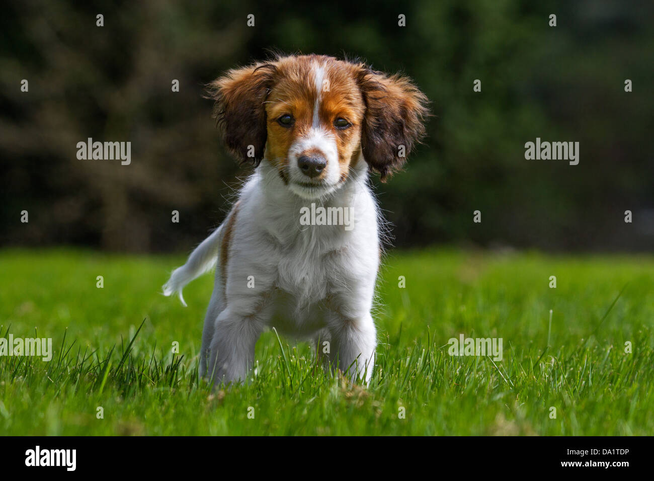 Kooikerhondje / Kooiker Hound (Canis lupus familiaris), used for duck hunting, in garden, Netherlands Stock Photo