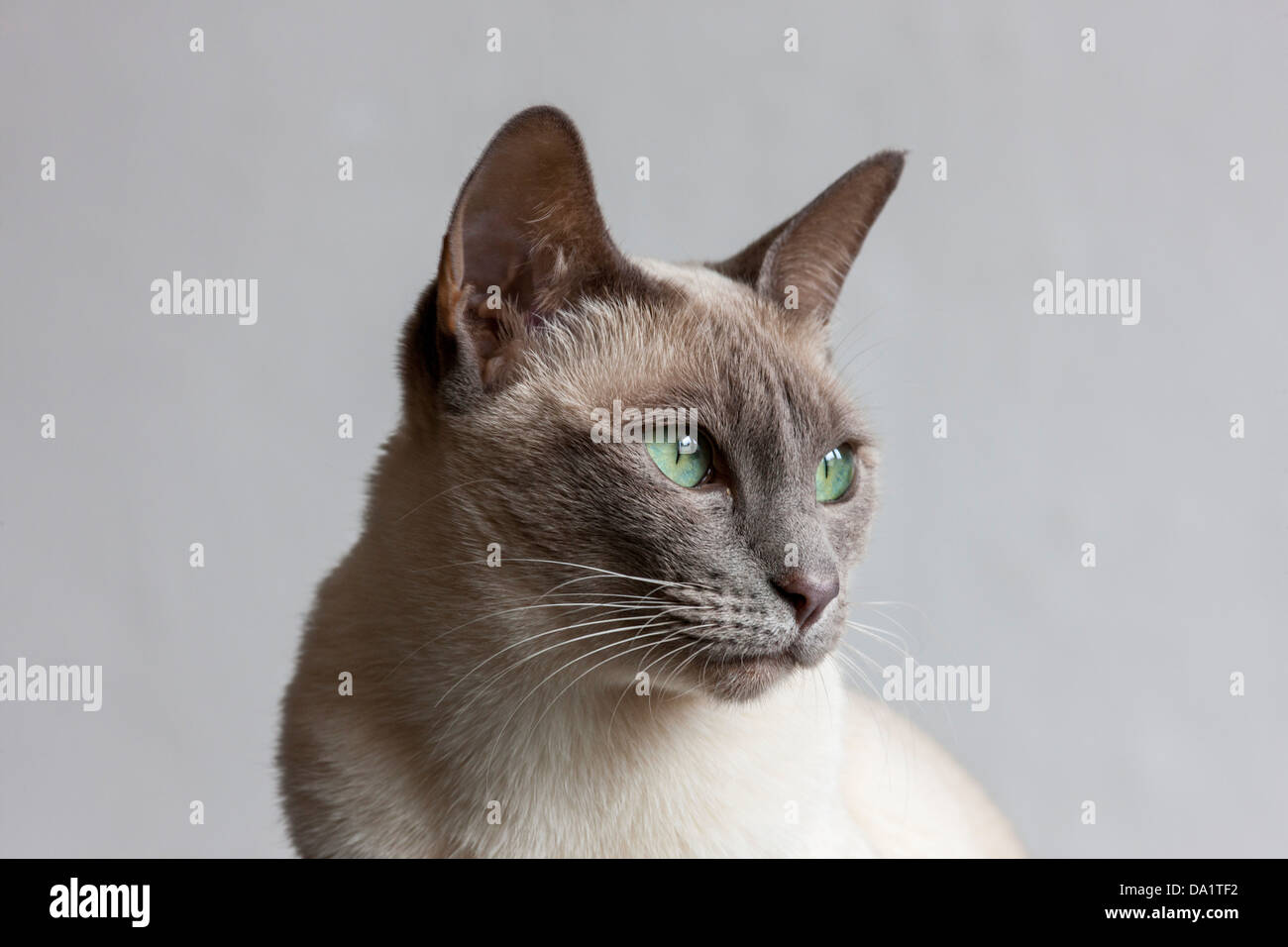 Tonkinese cat, result of a recent crossbreeding between Siamese and Burmese cat breeds Stock Photo