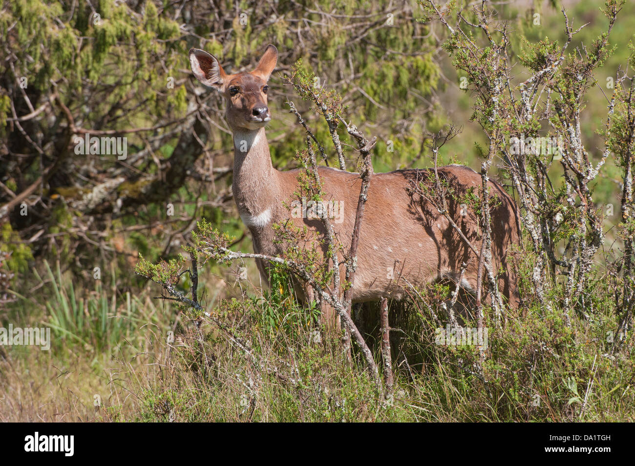 Mountain Nyala (Tragelaphus buxtoni) or Balbok, Bale Mountains, Ethiopia Stock Photo