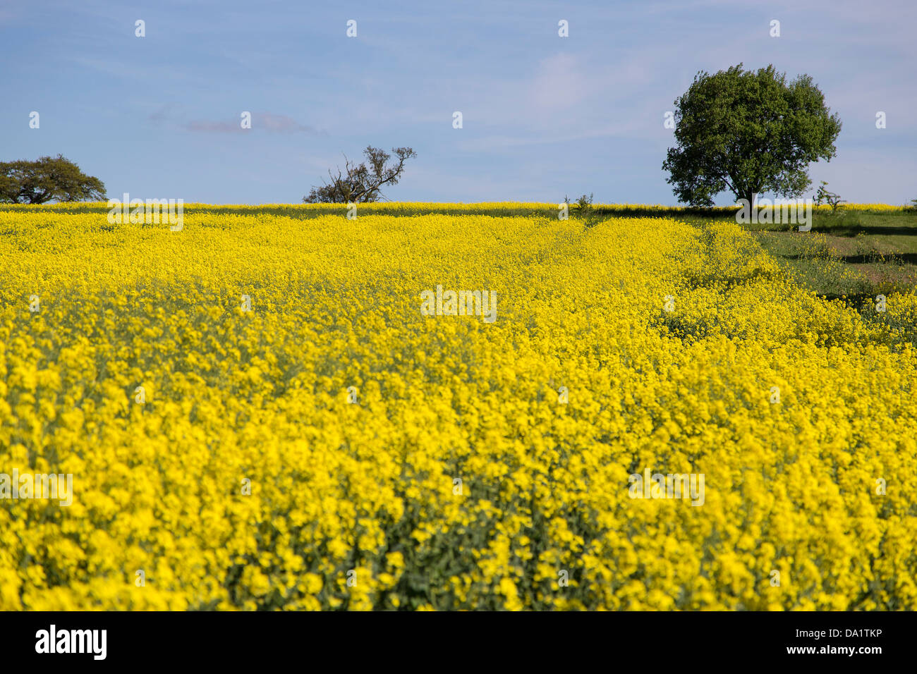 Rapeseed Field. Yellow Flower Blue Sky. Farmers Field. Crop. Northamptonshire. Summer Summertime Stock Photo
