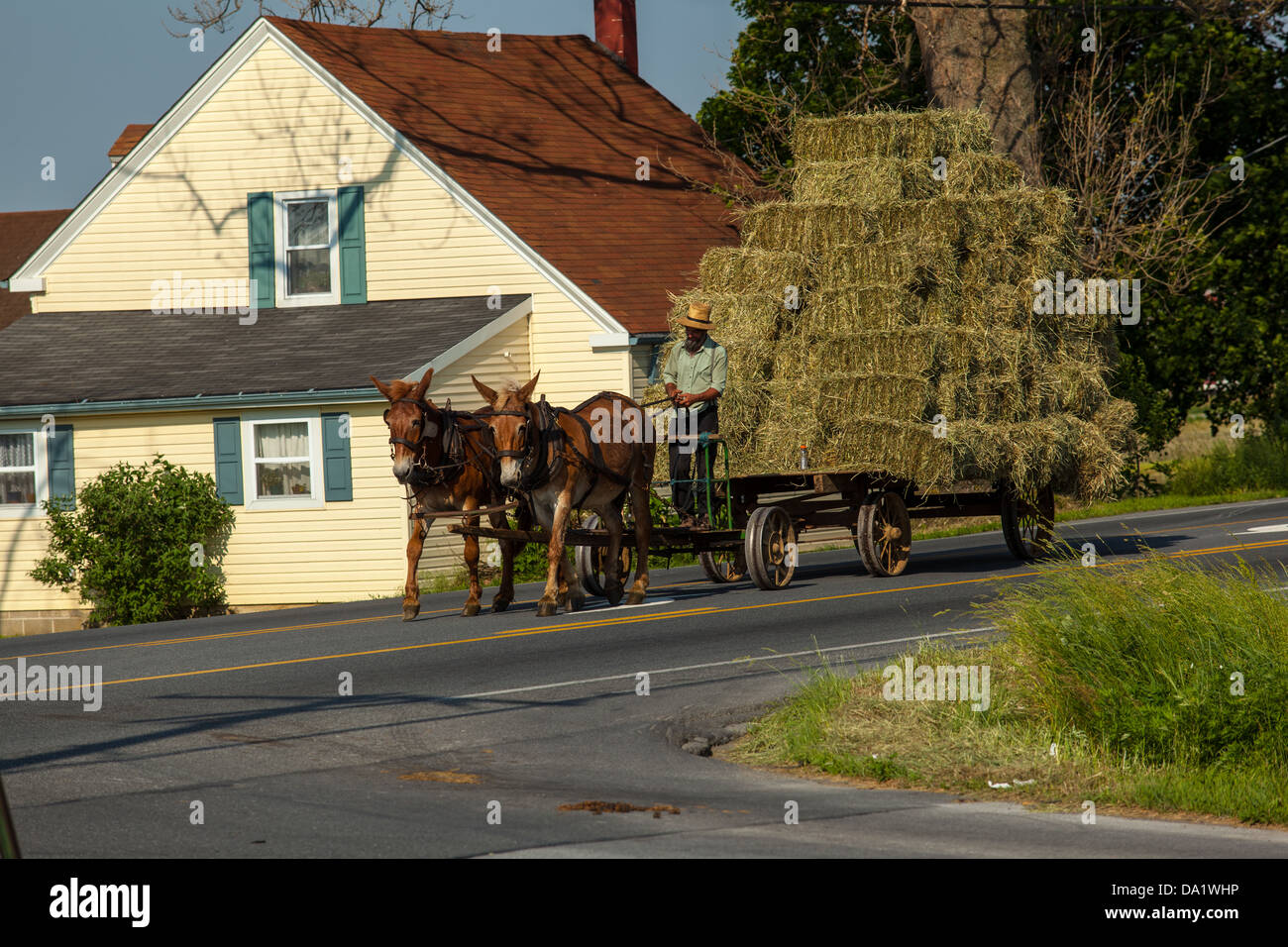 An Amish farmer in Lancaster County, PA, uses his mule-drawn tireless wagon to transport freshly harvested hay to his barn. Stock Photo