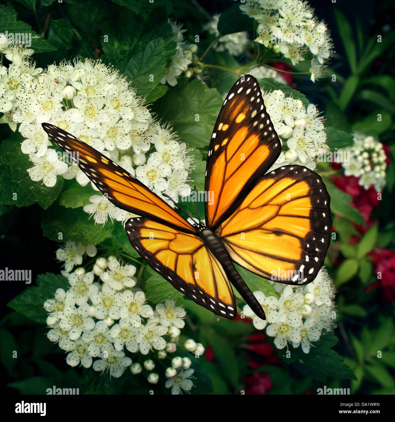 Butterfly on flowers as a monarch pollinator on white blooming outdoor plant pollinating and feeding off the flower nectar moving pollen in a natural function as a symbol of nature and healthy environment. Stock Photo